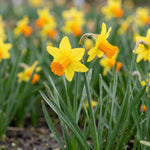 Narcissus 'Jetfire' (daffodil) - Harding & Bloom