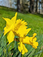 Narcissus 'Carlton' (daffodil) - Harding & Bloom