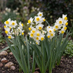 Narcissus 'Avalanche' (daffodil) - Harding & Bloom