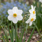 Narcissus 'Actaea Poeticus' - Harding & Bloom