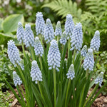Muscari 'Valerie Finnis' (Grape hyacinth) - Harding & Bloom