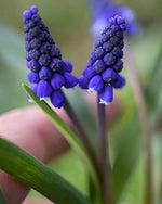 Muscari 'Night Eyes' (grape hyacinth) - Harding & Bloom