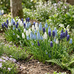 Muscari 'Mixed' - Harding & Bloom