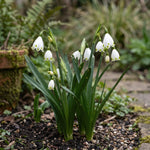 Leucojum 'Gravetye Giant' (Summer snowflake) - Harding & Bloom