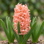 Hyacinthus 'Gipsy Queen' (hyacinth 'Gipsy Queen) - Harding & Bloom