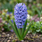 Hyacinthus 'Delft Blue' (Hyacinth) - Harding & Bloom