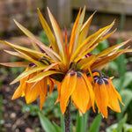 Fritillaria 'Sunset' (fritillary) - Harding & Bloom
