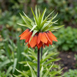 Fritillaria 'Rubra' (crown imperial 'Rubra) - Harding & Bloom