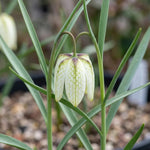 Fritillaria 'Alba' (Snake's head fritillary) - Harding & Bloom