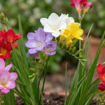Freesia 'Single Mixed' - Harding & Bloom