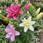 Lilium 'Asiatic Double Mix' - Harding & Bloom