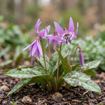 Erythronium 'Purple King' - Harding & Bloom