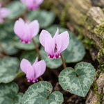 Cyclamen 'hederifolium' (ivy-leaved cyclamen) - Harding & Bloom
