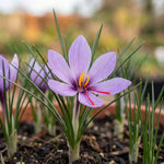Crocus 'Sativus' (saffron crocus) - Harding & Bloom