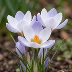 Crocus 'Blue Pearl' - Harding & Bloom