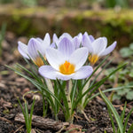 Crocus 'Blue Bird' - Harding & Bloom
