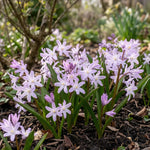 Chionodoxa 'Pink Giant' (Glory of the snow) - Harding & Bloom