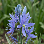 Camassia 'Orion' (Quamash) - Harding & Bloom