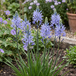 Camassia 'Cusickii' (Cusick's camass) - Harding & Bloom