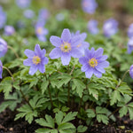 Anemone 'Royal Blue' (wood anemone 'Royal Blue) - Harding & Bloom