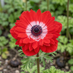 Anemone 'Levante Rosso Double' image 1