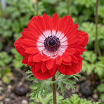 Anemone 'Levante Rosso Double' - Harding & Bloom