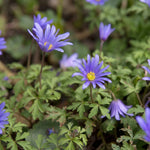 Anemone 'Blue Shades Blanda' - Harding & Bloom