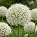 Allium 'White Giant' - Harding & Bloom
