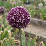 Allium 'Summer Drummer' - Harding & Bloom
