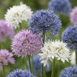 Allium 'Small Flowering Mix' - Harding & Bloom