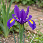 Iris 'Purple Sensation' (Dutch iris) - Harding & Bloom