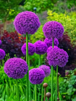 Allium 'Ambassador XXL' - Harding & Bloom