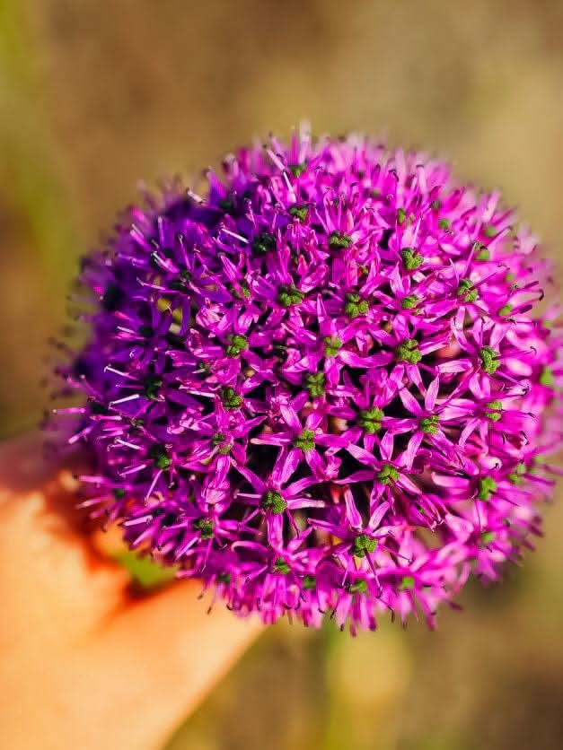 Allium 'Gladiator' - Harding & Bloom