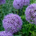 Allium 'Gladiator' - Harding & Bloom