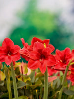 Amaryllis 'Cherry Nymph' - Harding & Bloom