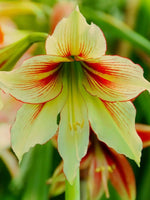 Amaryllis 'Green Magic' - Harding & Bloom