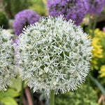 Allium 'Mount Everest' - Harding & Bloom