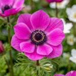 Anemone coronaria 'The Admiral' (St. Brigid) – anemone corms, main product photo (Harding & Bloom)