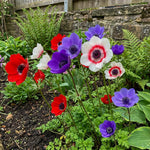 Anemone coronaria 'De Caen Mixed' – anemone corms, product photo 3 (Harding & Bloom)