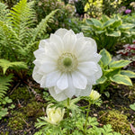 Anemone coronaria 'Mount Everest' (St. Brigid) (Poppy anemone) – anemone corms, main product photo (Harding & Bloom)