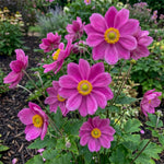 Anemone × hybrida 'Pamina' Pink (Japanese anemone) – anemone corms, main product photo (Harding & Bloom)