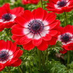 Anemone coronaria 'The Governor' (St. Brigid) – anemone corms, main product photo (Harding & Bloom)
