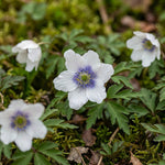Anemone nemorosa 'Blue Eyes' (Wood anemone) – anemone corms, main product photo (Harding & Bloom)