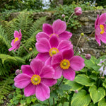 Anemone hupehensis 'Prinz Heinrich' (Japanese anemone) – anemone corms, main product photo (Harding & Bloom)