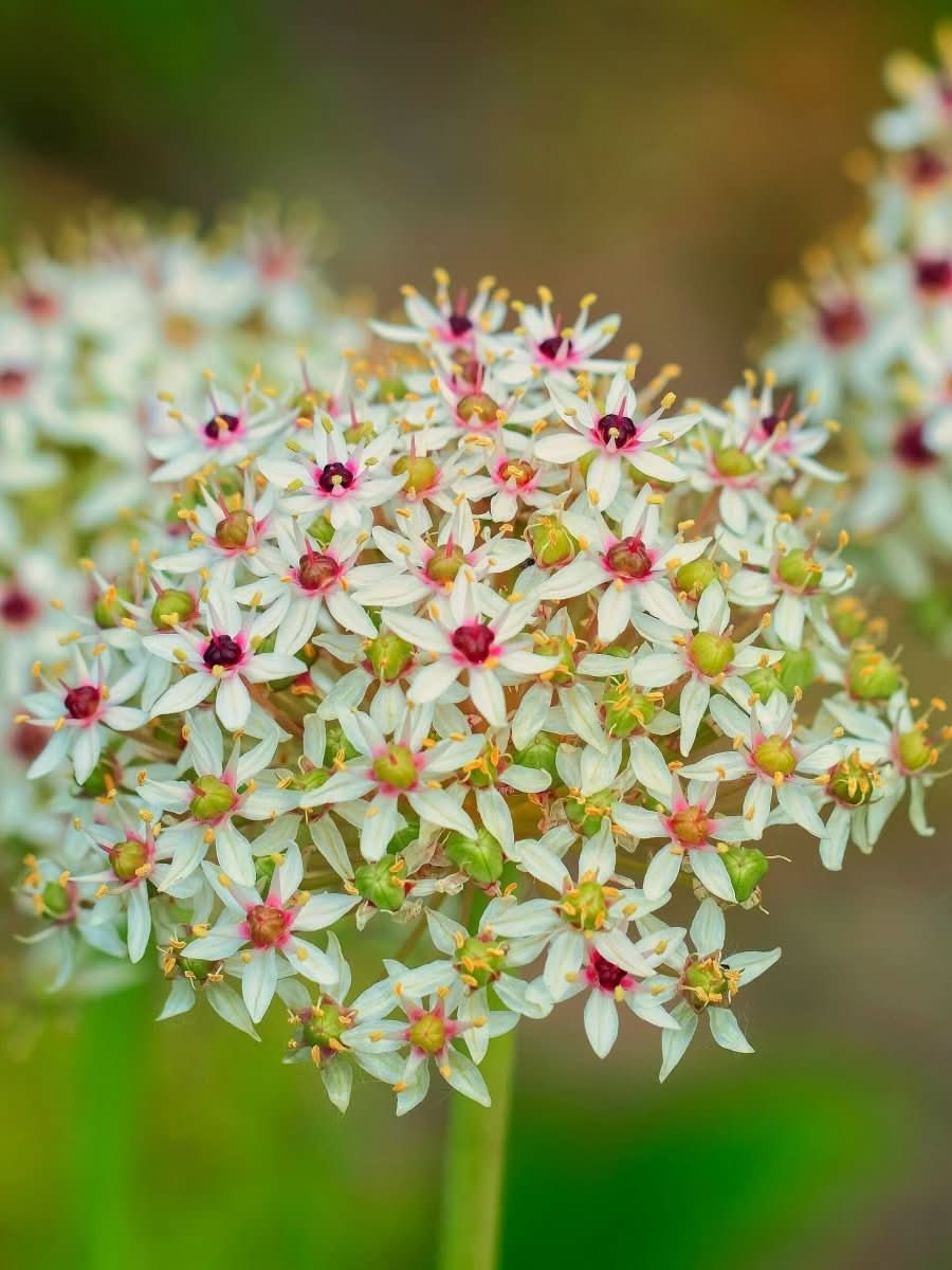 Allium 'Silver Spring' - Harding & Bloom