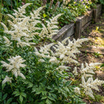 Astilbe × arendsii 'Brautschleier' – flower bulbs, product photo 2 (Harding & Bloom)