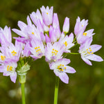 Allium 'Roseum' - Harding & Bloom