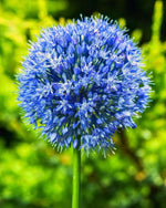 Allium 'Azureum' Blue - Harding & Bloom