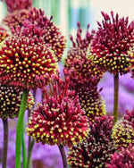 Allium 'Forelock' - Harding & Bloom