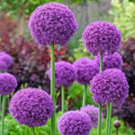 Allium 'Giganteum' - Harding & Bloom